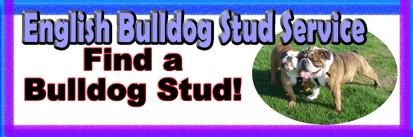 English Bulldog Stud Service Available English Bulldog Studs