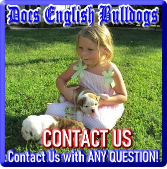 Contact Docs English Bulldogs with any Bulldog question you may have, or to get help with your Bulldog