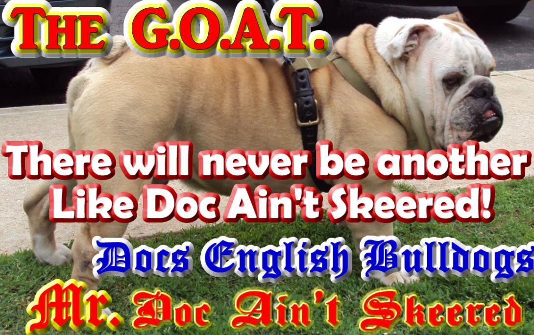 Top English Bulldog Stud Service provided by Docs English Bulldogs