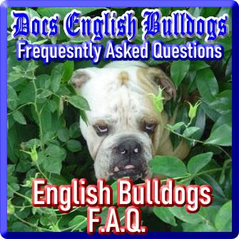 English Bulldogs Frequesntly Asked Questions know